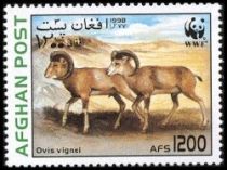 Urial (Ovis orientalis vignei)