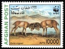 Urial (Ovis orientalis vignei)