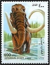 Woolly Mammoth (Mammuthus primigenius)