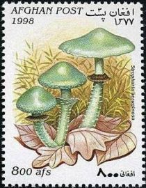 Verdigris agaric (Stropharia aeruginosa)