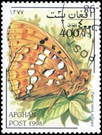 High Brown Fritillary (Fabriciana adippe)