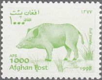 Wild Boar (Sus scrofa)