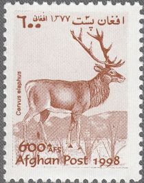 Red Deer (Cervus elaphus)