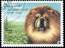 Chow Chow (Canis lupus familiaris)