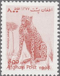 Cheetah (Acinonyx jubatus)