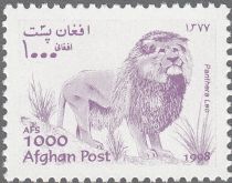 Lion (Panthera leo)