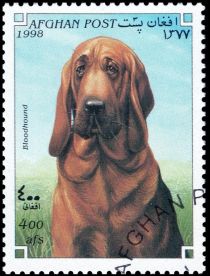 Bloodhound (Canis lupus familiaris)