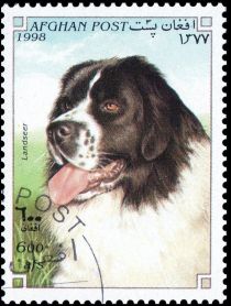 Landseer (Canis lupus familiaris)