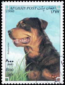 Rottweiler (Canis lupus familiaris)