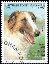 Borzoi (Canis lupus familiaris)