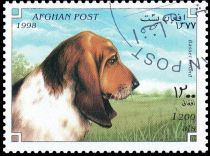 Basset Hound (Canis lupus familiaris)