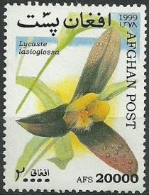 Shaggy-lipped Lycaste (Lycaste lasioglossa)