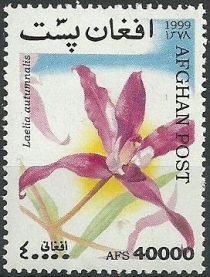 Laelia autumnalis