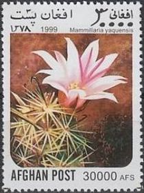 Pincushion Cactus (Mammillaria yaquensis)