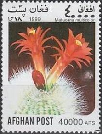 Matucana Cactus (Matucana multicolor)