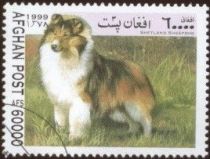 Shetland Sheepdog (Canis lupus familiaris)