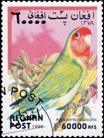 Rosy-collared Lovebird (Agapornis roseicollis)