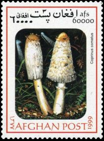 Shaggy ink cap (Coprinus comatus)