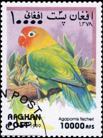 Fischer's Lovebird (Agapornis fischeri)