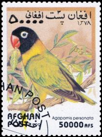 Masked Lovebird (Agapornis personatus)