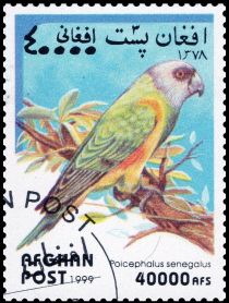 Senegal Parrot (Poicephalus senegalus)