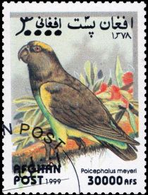 Meyer's Parrot (Poicephalus meyeri)