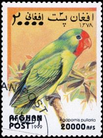 Red-faced Lovebird (Agapornis pullarius)