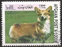 Welsh Corgi (Canis lupus familiaris)