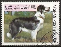 Border Collie (Canis lupus familiaris)