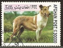 Smooth Collie (Canis lupus familiaris)