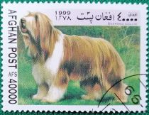 Bearded Collie (Canis lupus familiaris)