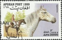 Appaloosa (Equus ferus caballus)