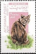 British Shorthair (Felis silvestris catus)