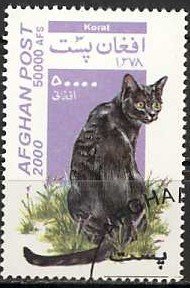 Korat Cat (Felis silvestris catus)