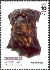 Rottweiler (Canis lupus familiaris)