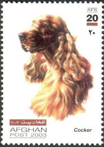 Cocker Spaniel (Canis lupus familiaris)