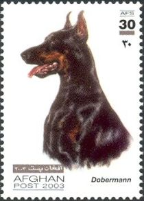 Doberman Pinscher (Canis lupus familiaris)