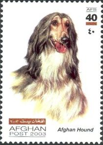 Afghan Hound (Canis lupus familiaris)