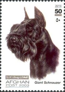 Giant Schnauzer (Canis lupus familiaris)