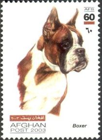 German Boxer (Canis lupus familiaris)