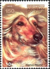 Afghan Hound (Canis lupus familiaris)