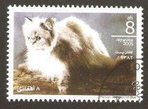 Persian Coulourpoint Blue (Felis silvestris catus)