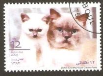 British Shorthair Blue-cream (Felis silvestris catus)