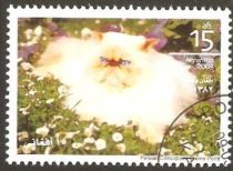 Persian Colourpoint Cream (Felis silvestris catus)