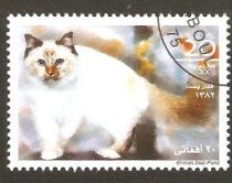 Burmese Seal Point (Felis silvestris catus)