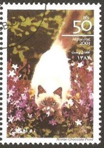 Burmese Chocolate-point (Felis silvestris catus)