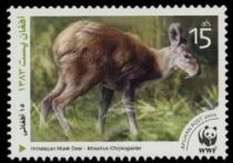 Himalayan Musk Deer (Moschus chrysogaster)