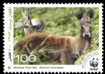 Himalayan Musk Deer (Moschus chrysogaster)