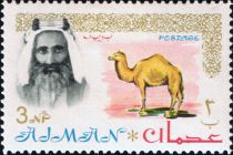 Sheik Rashid and Dromedary (Camelus dromedarius)