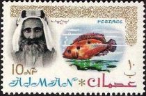 Sheik Rashid and African Jewelfish (Hemichromis bimaculatus)